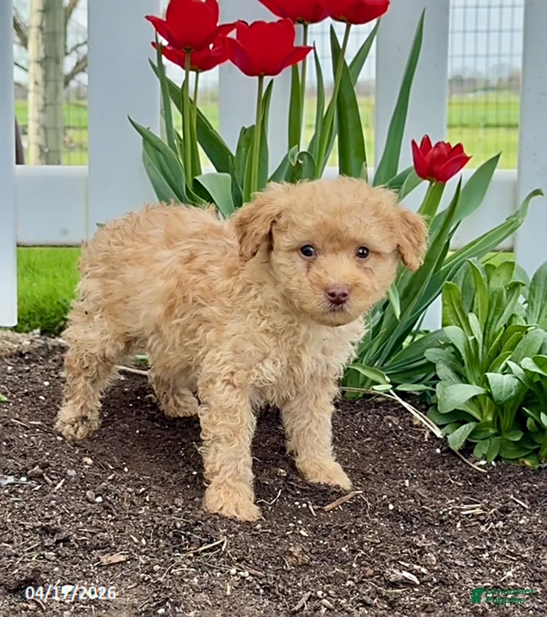 Miniature Poodle dogs for sale: Dash - Ad 2