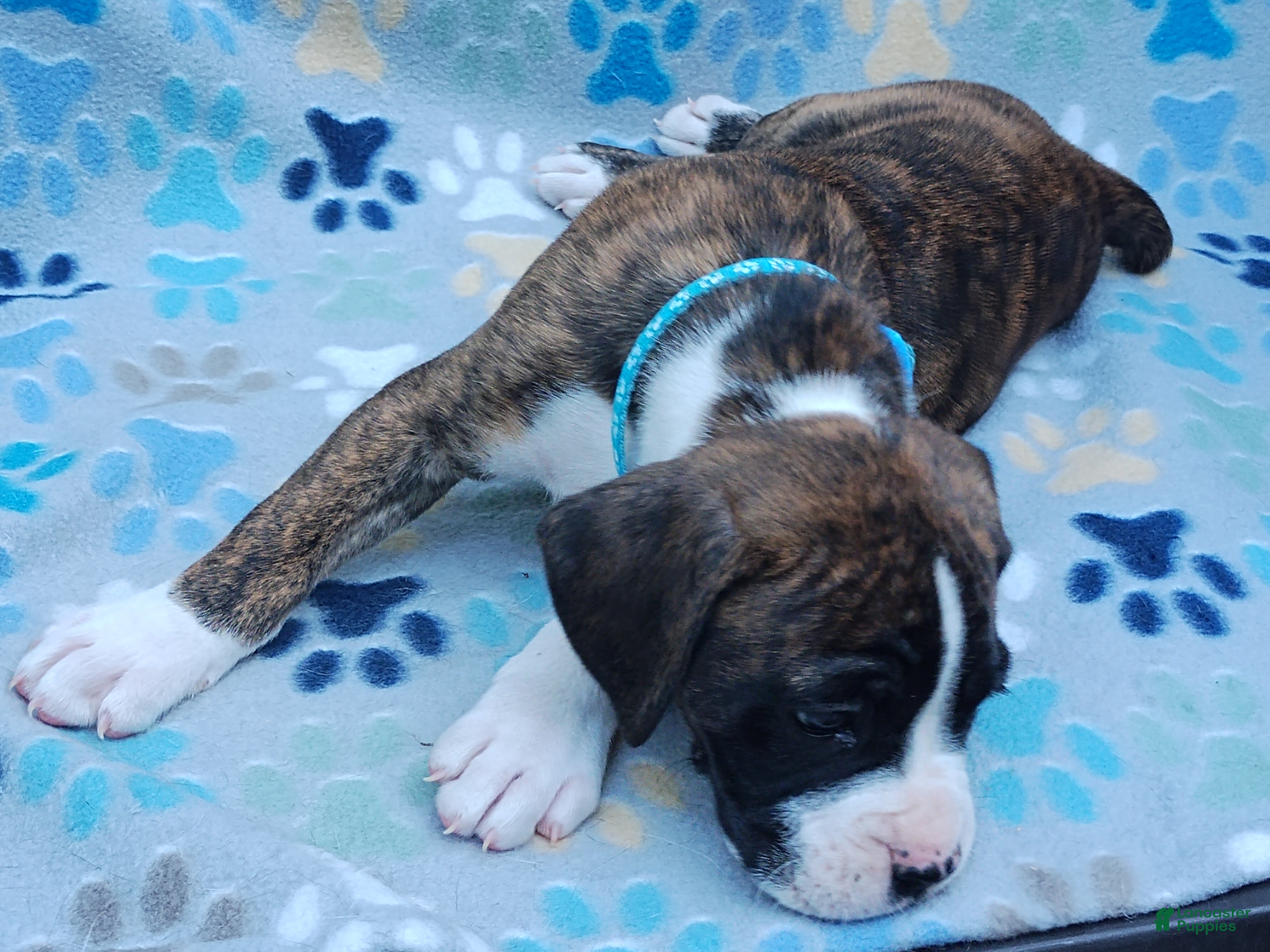 Boxer dogs Boxer Puppy 3 - Ad 3