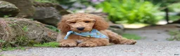 Standard Poodle dogs for sale: Leo - Ad 4