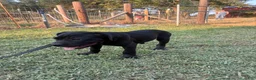 Cane Corso dogs for sale: Cane Corso Puppy 10 - Ad 11