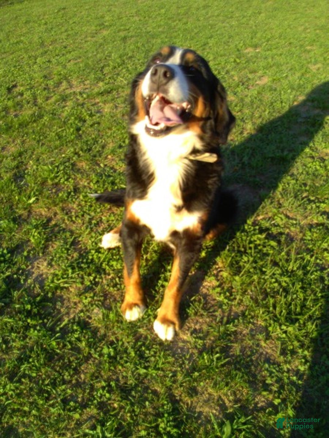 Mini Bernedoodle dogs for sale: Missy - Ad 10