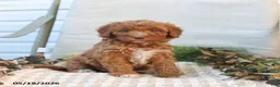 Mini Goldendoodle dogs for sale: Monica - Ad 1
