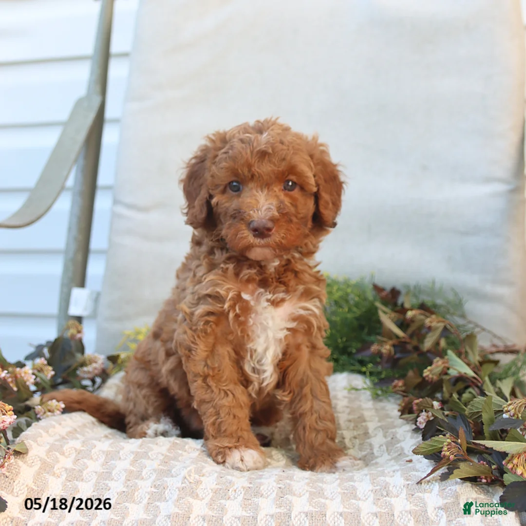 Mini Goldendoodle dogs for sale: Monica - Ad 1