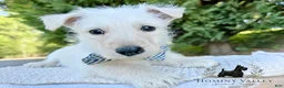 Scottish Terrier dogs for sale: Lennox-AKC-HealthTestedParents - Ad 2