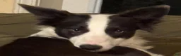 Border Collie dogs for sale: Sage - Ad 6