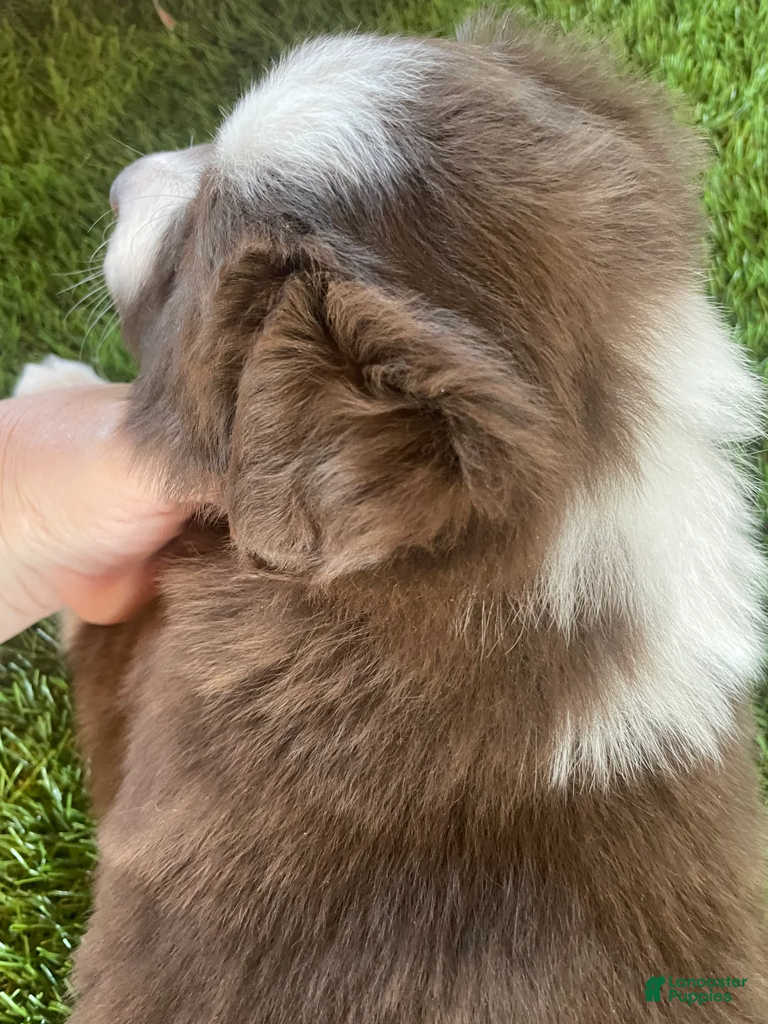 Border Collie dogs for sale: Border Collie Puppy 1 Chip - Ad 4