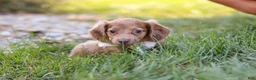 Dachshund dogs for sale: Amelia - Ad 4