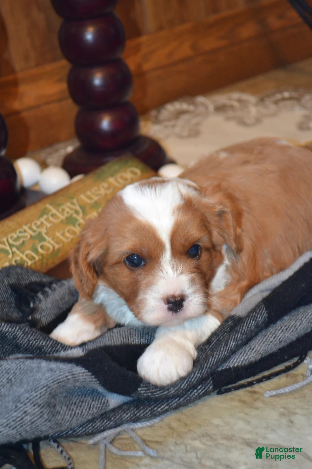 Cavapoo dogs for sale: Kenny - Ad 2