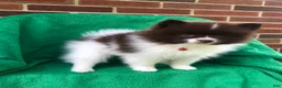 Pomeranian dogs for sale: Izzy - Ad 5
