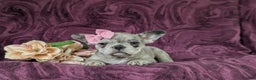 French Bulldog dogs for sale: Nadia - Ad 35