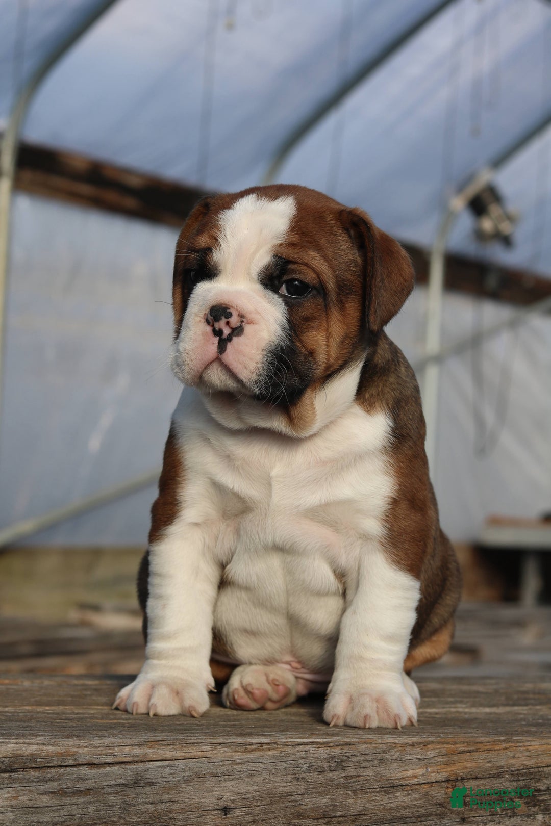 Mixed Breed dogs for sale: Sunny - Ad 4