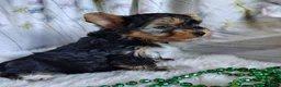 Yorkshire Terrier dogs for sale: Jet - Ad 3