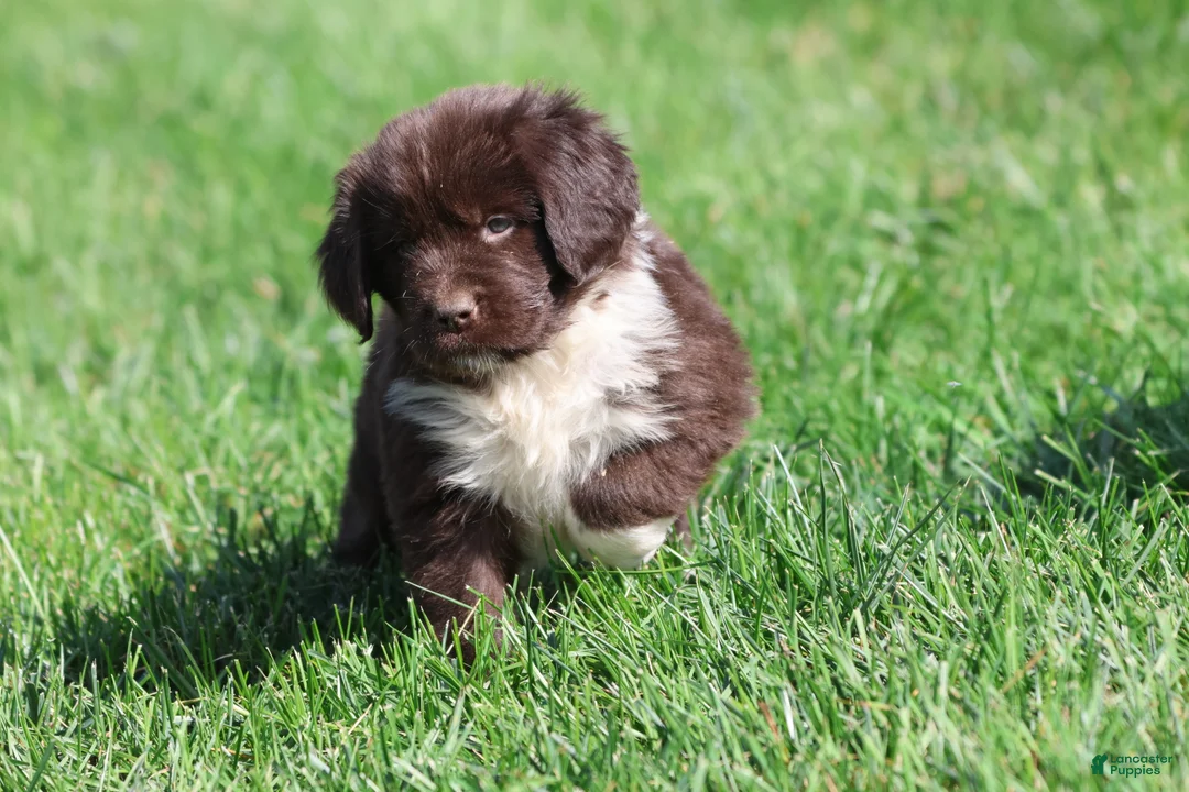 Newfoundland dogs for sale: Angel - Ad 5