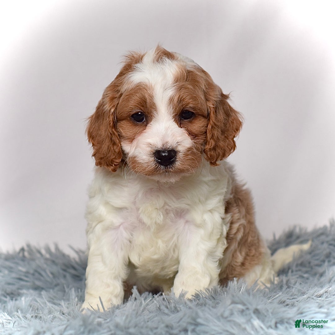 Cavapoo dogs for sale: Mr. Luigi - Ad 4