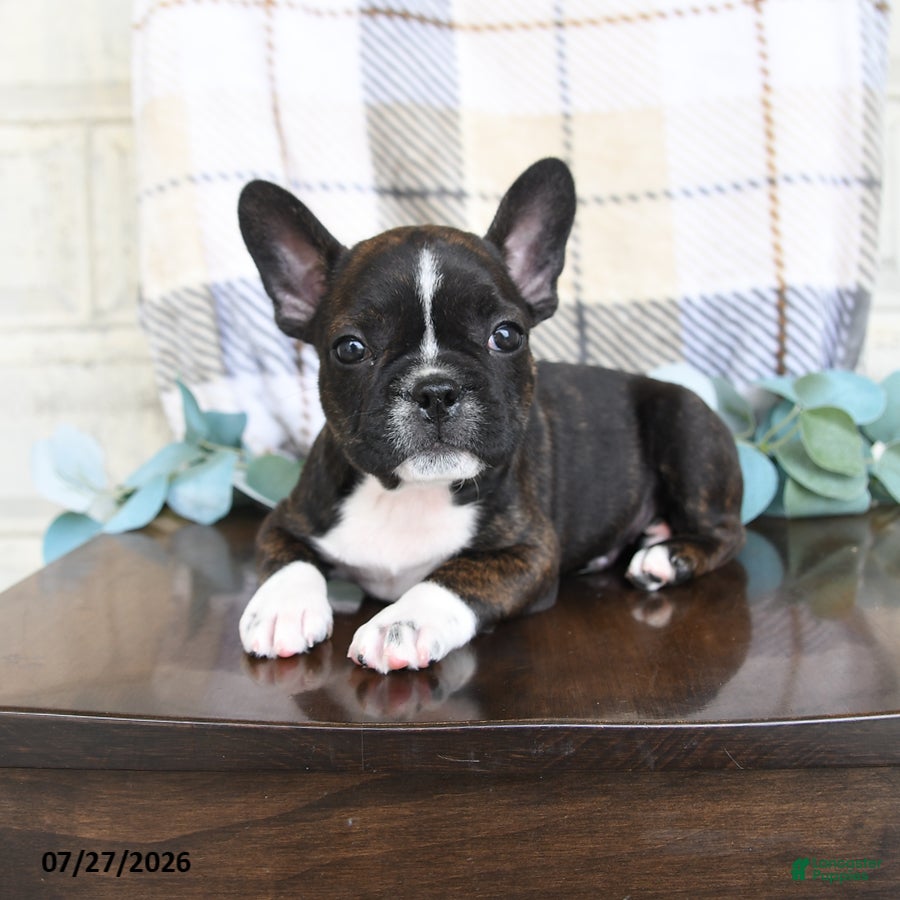 Frenchton dogs Jordan - Ad 1