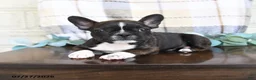 Frenchton dogs for sale: Jordan - Ad 1