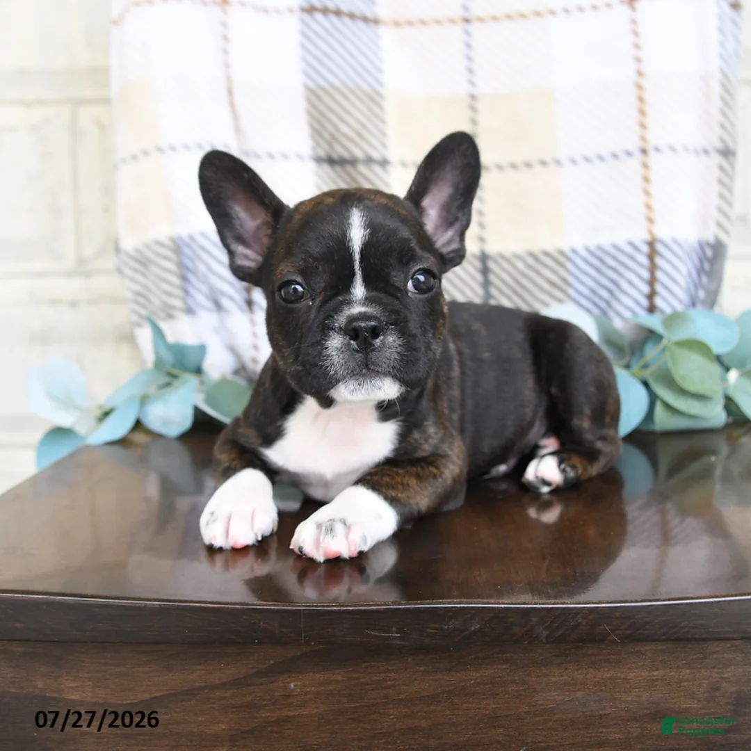 Frenchton dogs for sale: Jordan - Ad 1