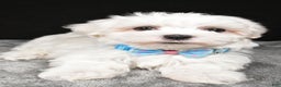 Maltese dogs for sale: Waldo - Ad 4