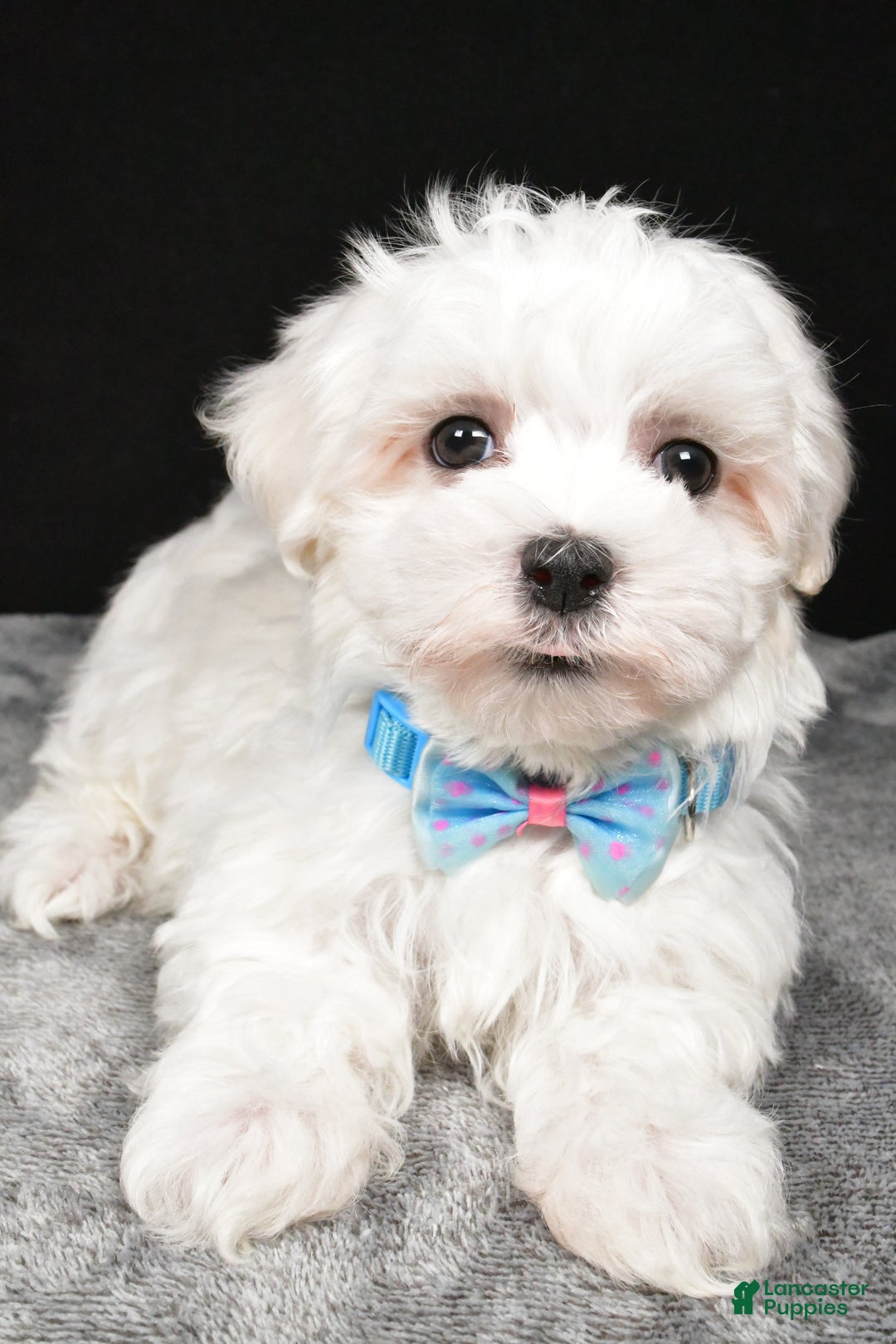 Maltese dogs for sale: Waldo - Ad 4
