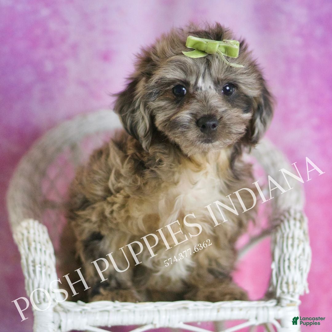 Yorkiepoo dogs for sale: Peanut - Ad 6