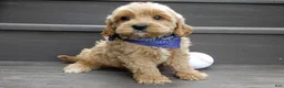 Cavapoo dogs for sale: Lance - Ad 4