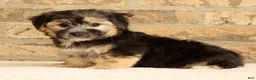 Yochon dogs for sale: Stella - Ad 4
