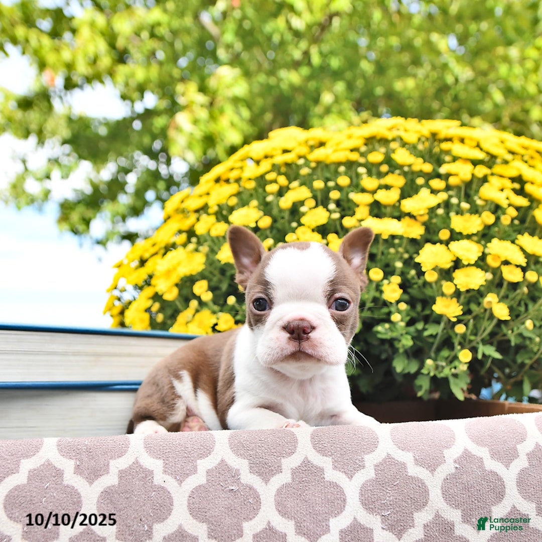 Boston Terrier dogs for sale: Trent - Ad 16