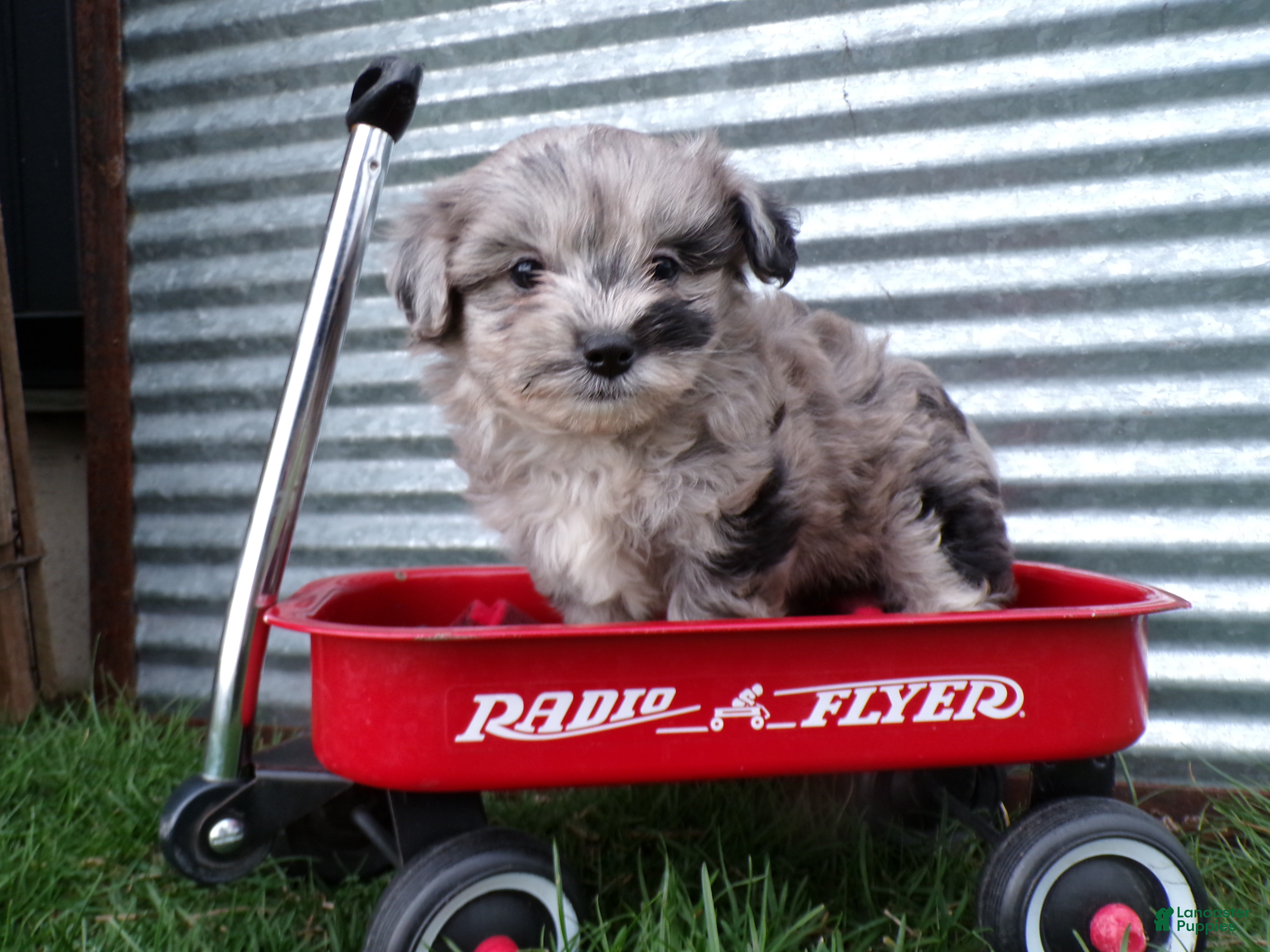 Shihpoo dogs Peyton - Ad 1