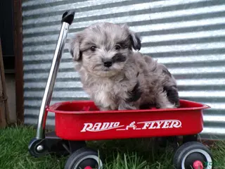 Shihpoo dogs for sale: Peyton - Ad 2