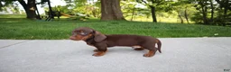 Dachshund dogs for sale: Kobe - Ad 1