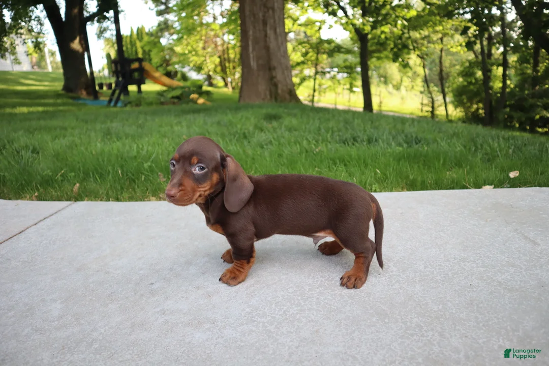 Dachshund dogs for sale: Kobe - Ad 1