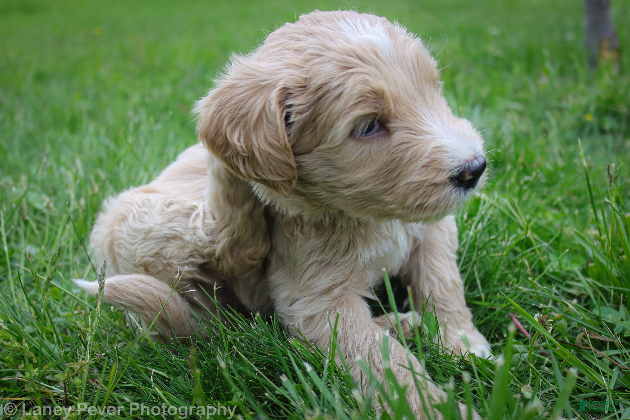 Goldendoodle dogs Mr Green - Ad 2