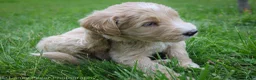 Goldendoodle dogs for sale: Mr Green - Ad 2