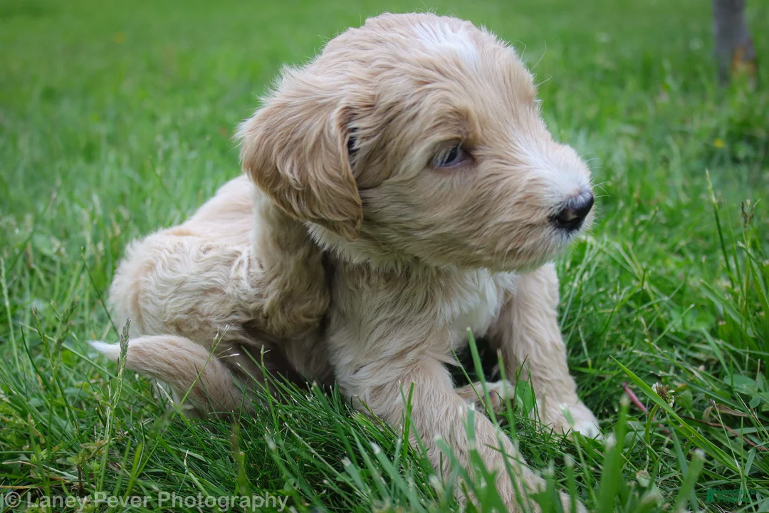 Goldendoodle dogs for sale: Mr Green - Ad 2