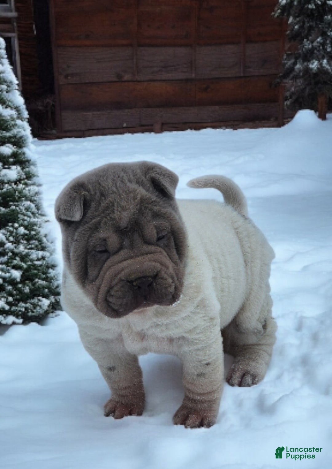 Shar Pei dogs for sale: Lilly lilac flower mini  - Ad 1