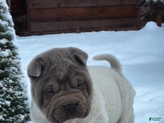 Shar Pei dogs Lilly lilac flower mini - Ad 4