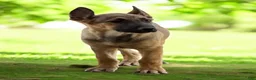 German Shepherd dogs for sale: German Shepherd Puppy 1 - Ad 2