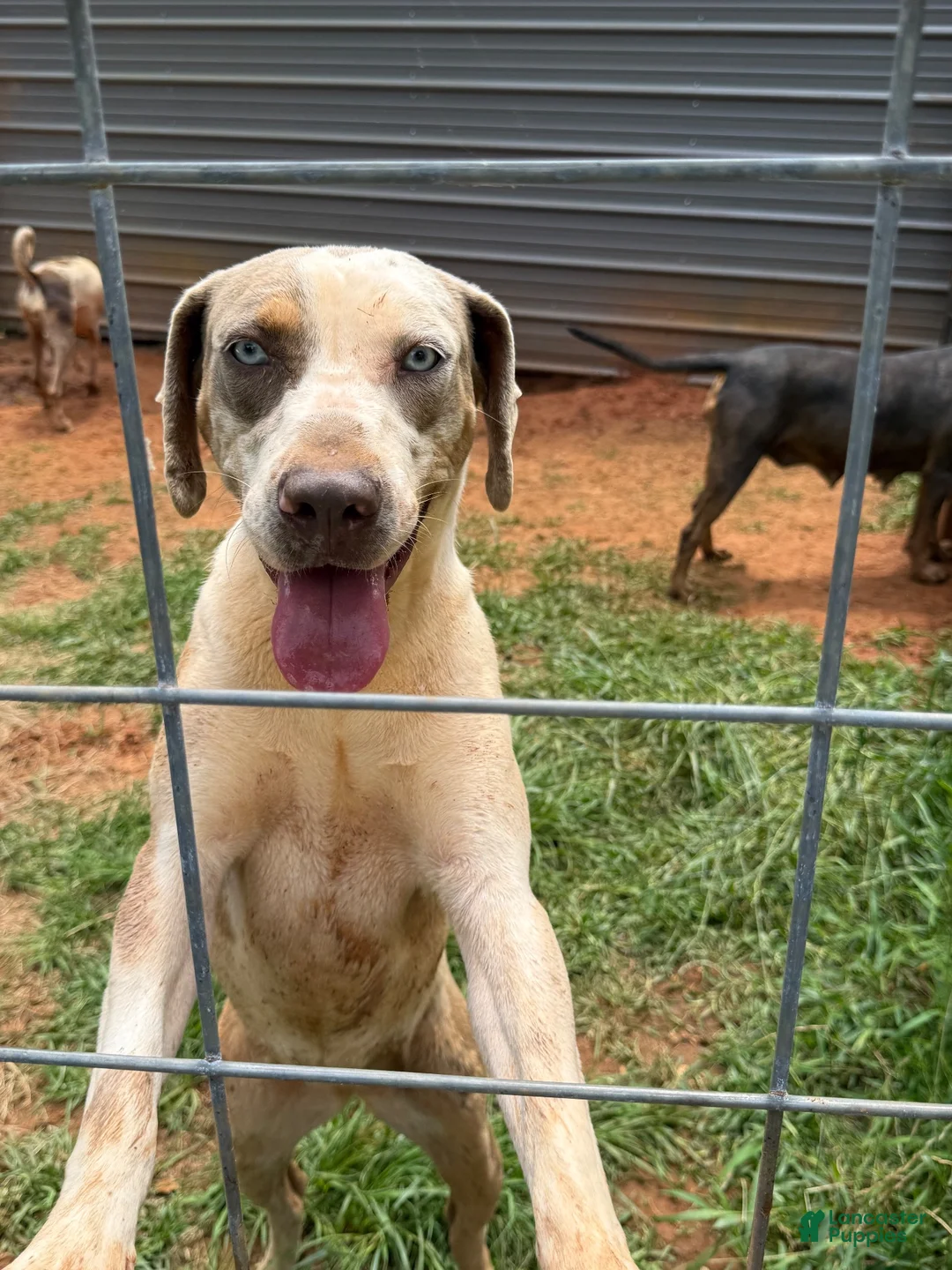 Catahoula Leopard Dog dogs for sale: Purdy aka Vicki - Ad 12