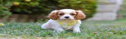 Cavalier King Charles Spaniel dogs for sale: Dexter - Ad 1