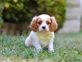 Cavalier King Charles Spaniel dogs Dexter - Ad 7