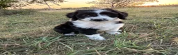 Aussiedoodle dogs for sale: Aussiedoodle 1 - Ad 6