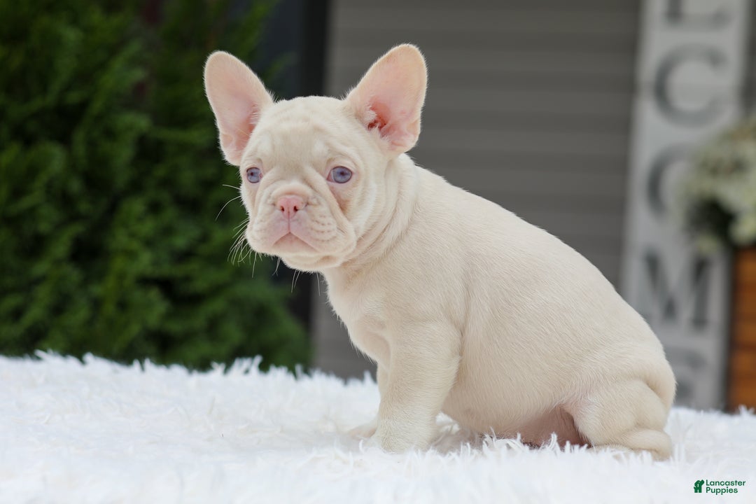 French Bulldog dogs for sale: Queen - Ad 6