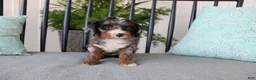 Cavapoo dogs for sale: Buttercup - Ad 3