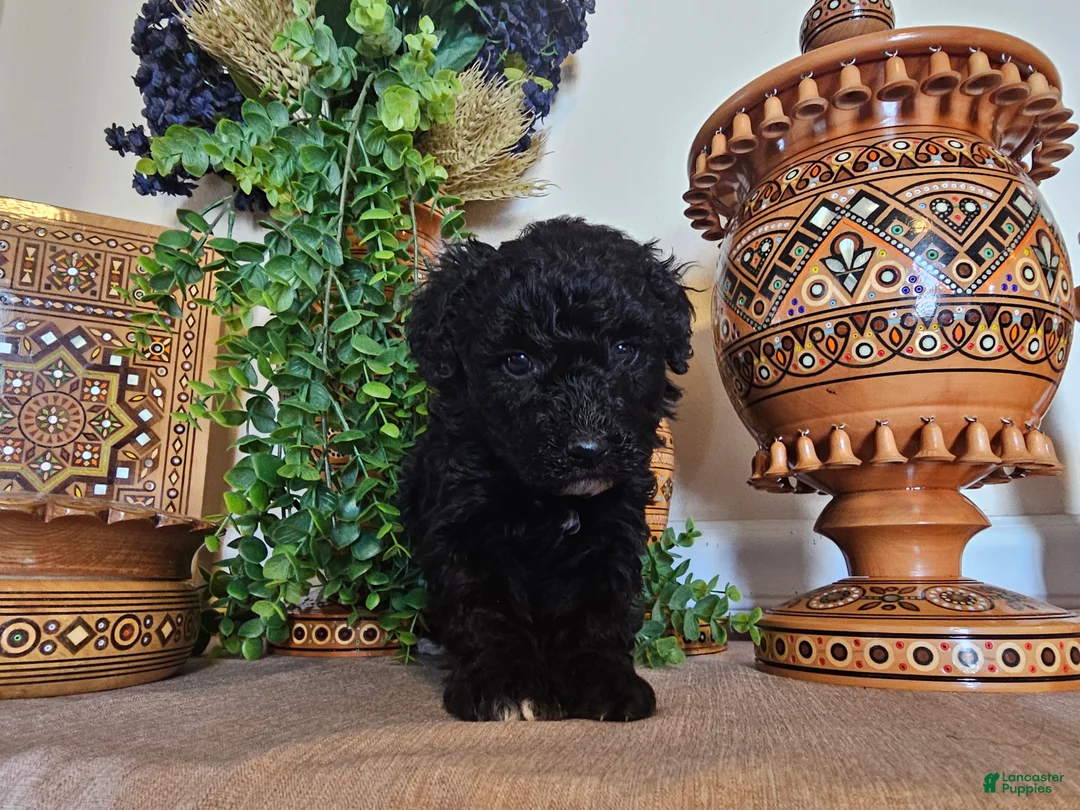 Mini Goldendoodle dogs for sale: BlueBell - Ad 3