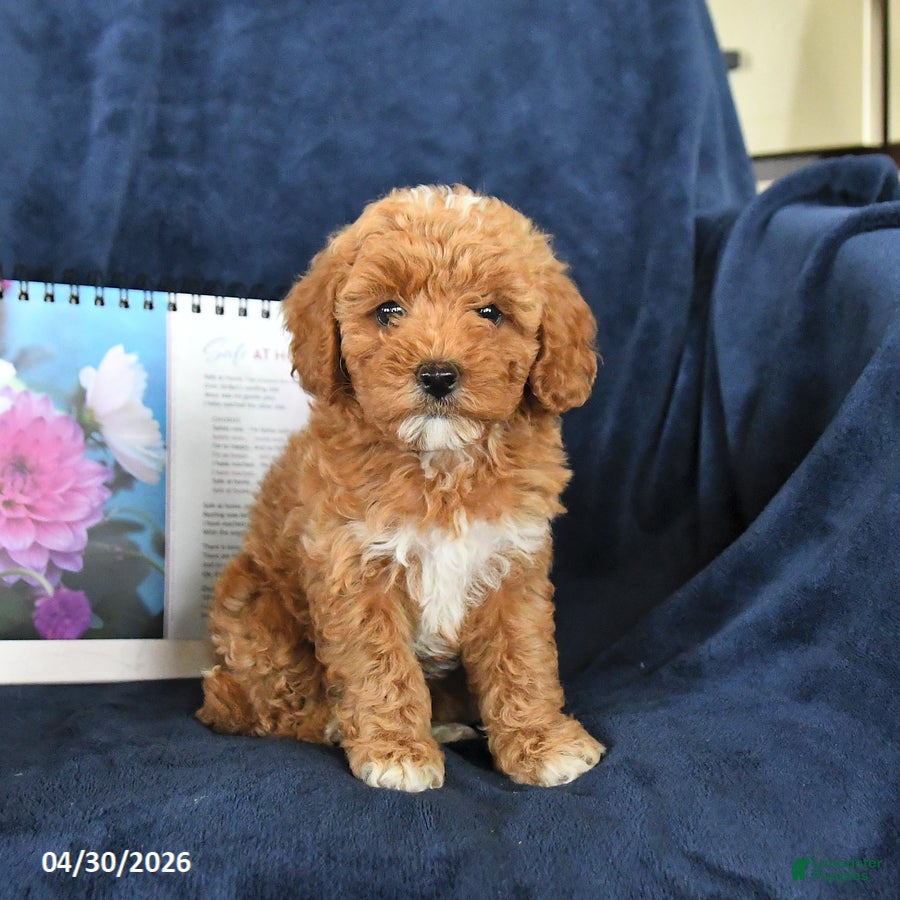 Miniature Poodle dogs for sale: Rosie - Ad 2