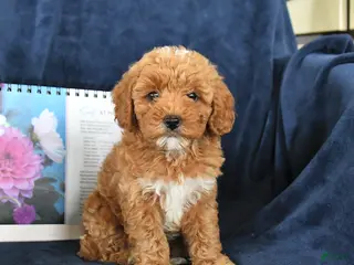 Miniature Poodle dogs for sale: Rosie - Ad 2