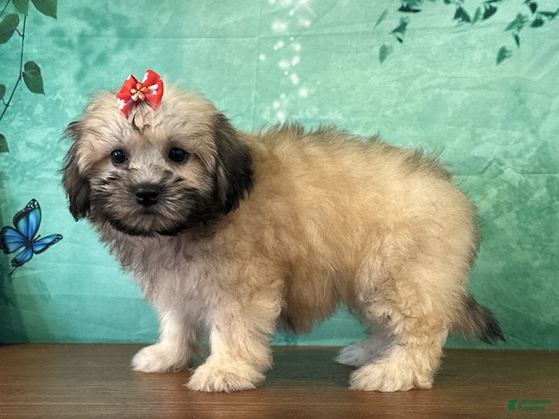 Teddy Bear dogs Annie - Ad 2