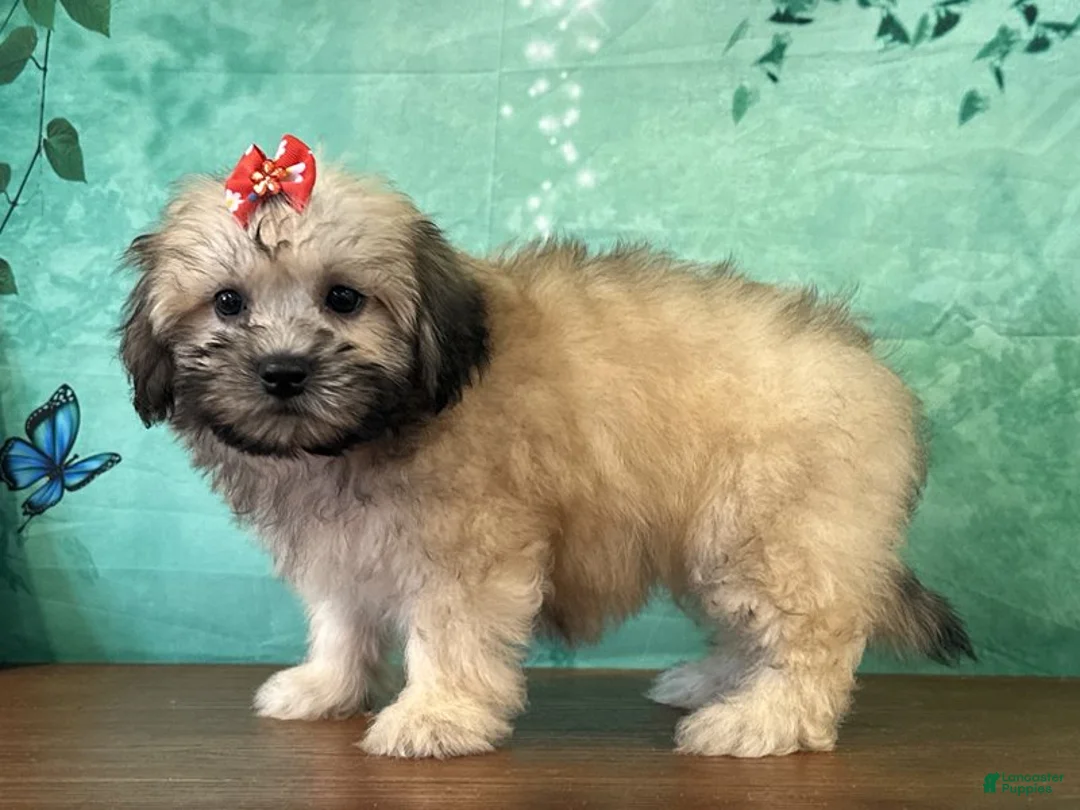 Teddy Bear dogs for sale: Annie - Ad 2