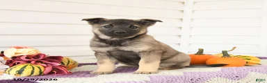 Ava 