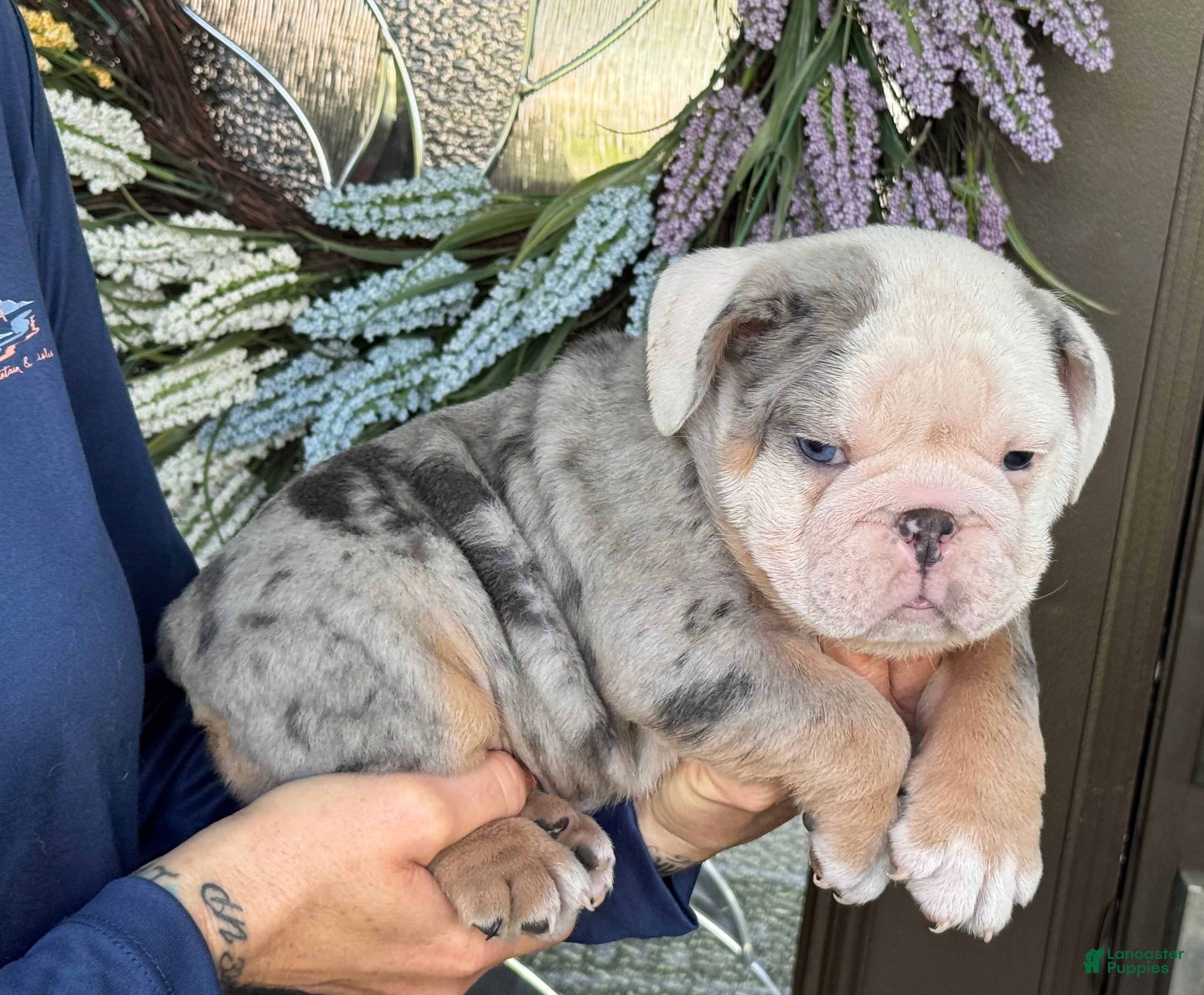 English Bulldog dogs Luke Skywalker  - Ad 1